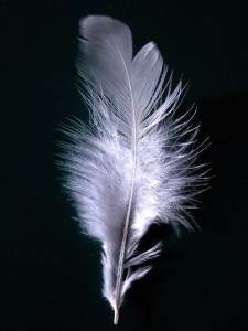 White feather