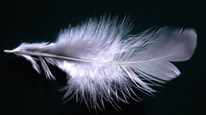 White feather